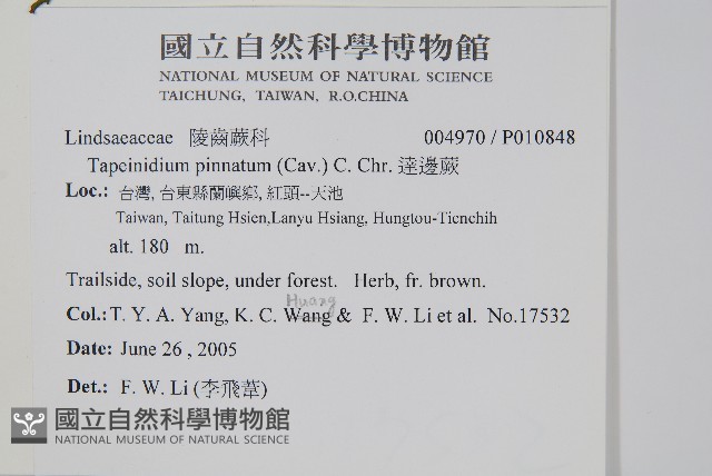 達邊蕨藏品圖，第2張
