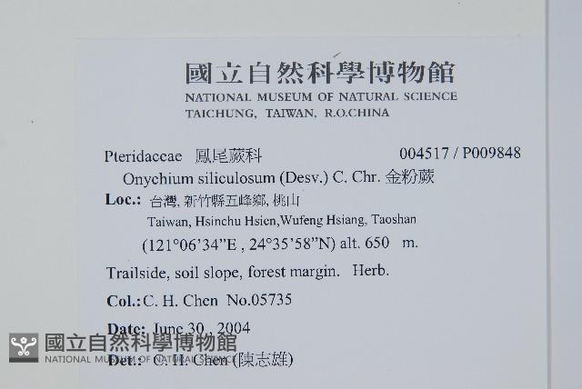 金粉蕨藏品圖，第2張