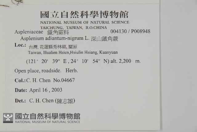 深山鐵角蕨藏品圖，第2張