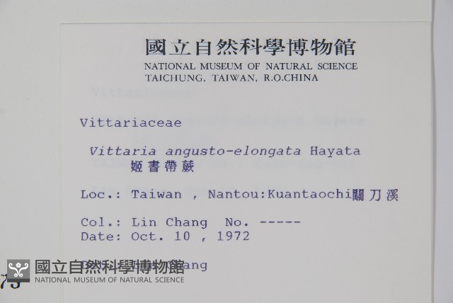 姬書帶蕨藏品圖，第2張