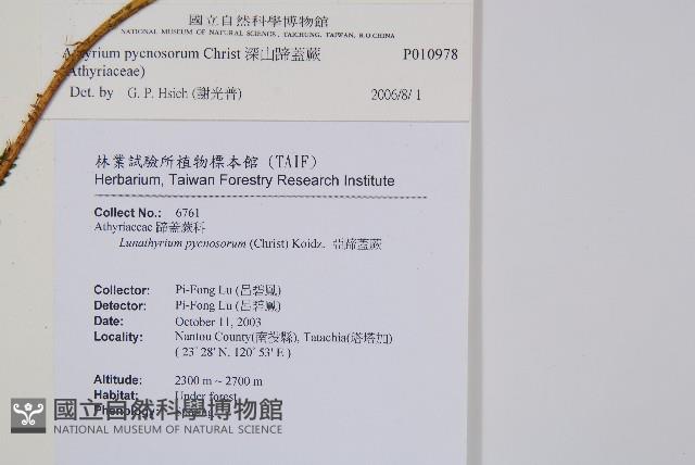 深山蹄蓋蕨藏品圖，第2張