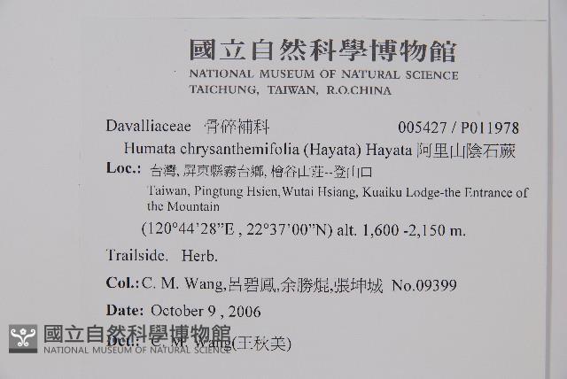 阿里山陰石蕨藏品圖，第2張