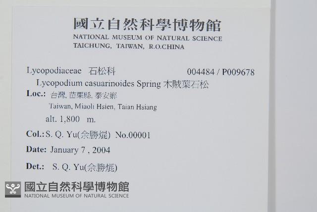 木賊葉石松藏品圖，第2張