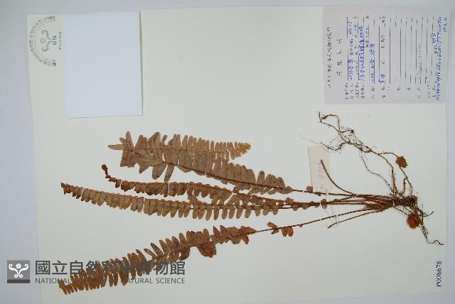 腎蕨藏品圖，第1張