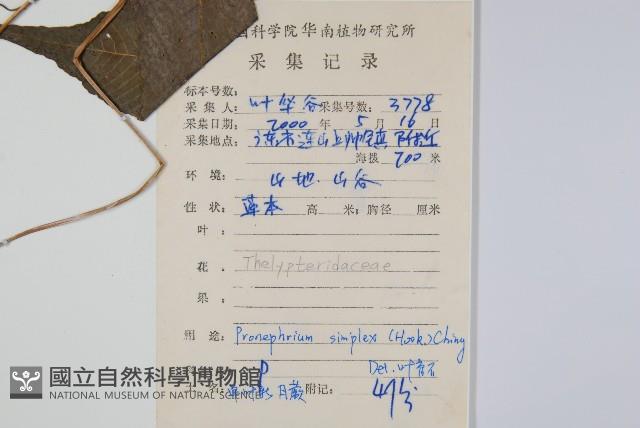 單葉新月蕨藏品圖，第2張