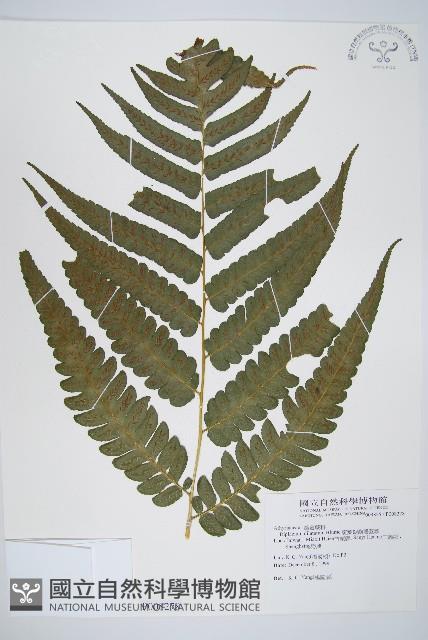 廣葉鋸齒雙蓋蕨藏品圖，第1張