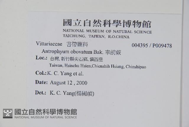 車前蕨藏品圖，第2張