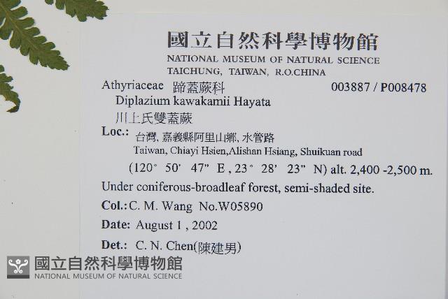 川上氏雙蓋蕨藏品圖，第2張