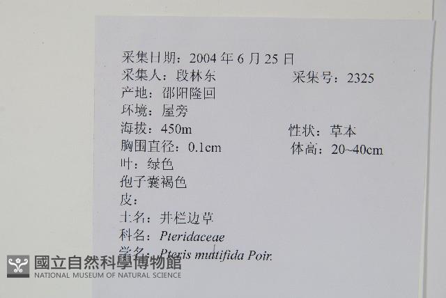 鳳尾蕨藏品圖，第2張