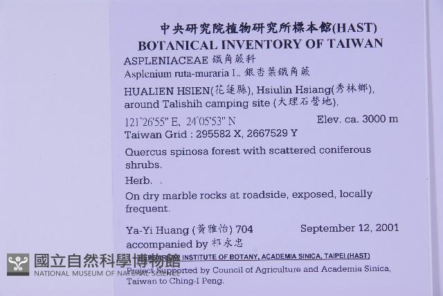 銀杏葉鐵角蕨藏品圖，第2張