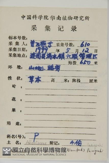 多鱗粉背蕨藏品圖，第2張