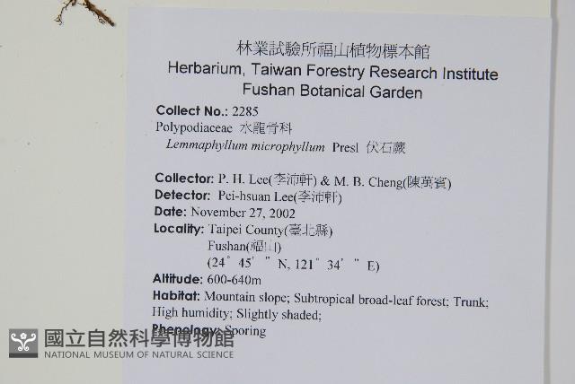 抱樹蕨、伏石蕨藏品圖，第2張