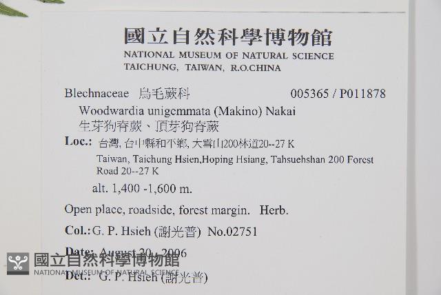 生芽狗脊蕨、頂芽狗脊蕨藏品圖，第2張