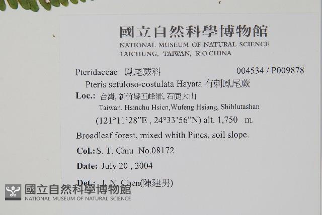 有刺鳳尾蕨藏品圖，第2張