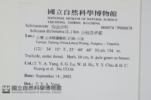 分枝莎草蕨藏品圖，第2張