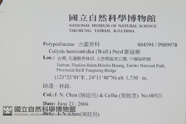 斷線蕨藏品圖，第1張