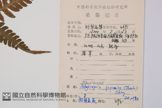 假蹄蓋蕨藏品圖，第2張