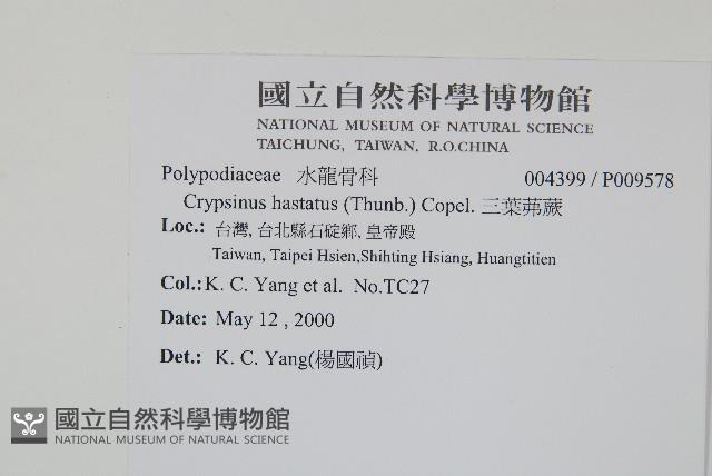 三葉茀蕨藏品圖，第2張