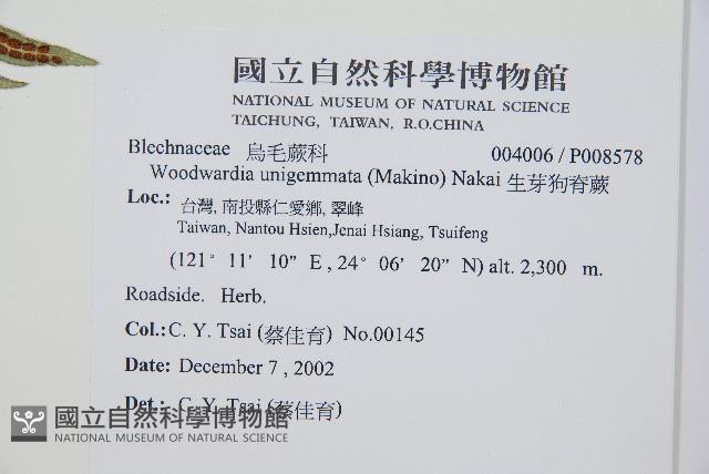 生芽狗脊蕨、頂芽狗脊蕨藏品圖，第2張