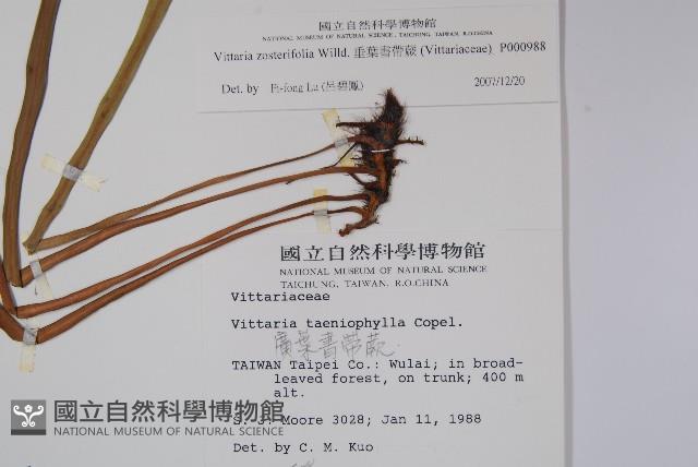 垂葉書帶蕨藏品圖，第2張