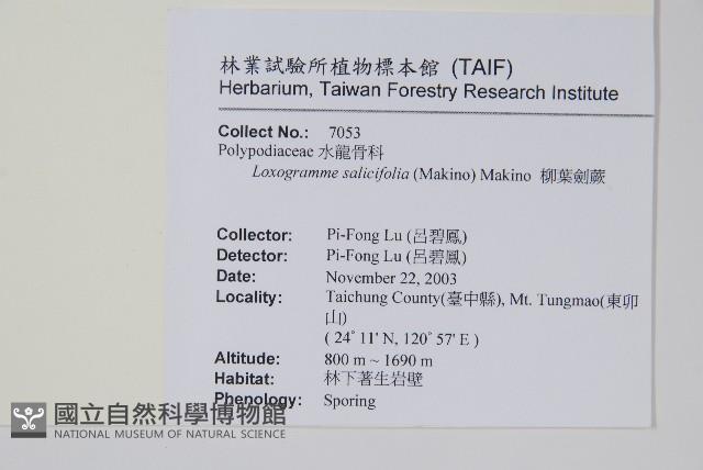 柳葉劍蕨藏品圖，第2張