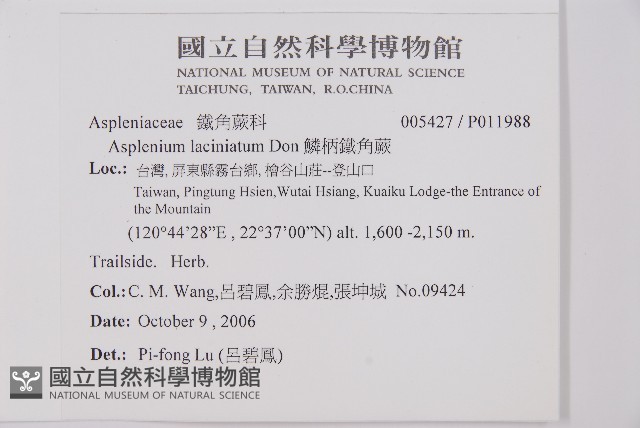 鱗柄鐵角蕨藏品圖，第5張