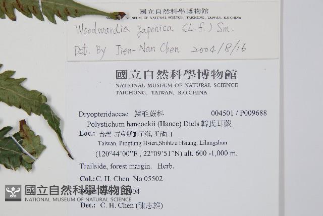 日本狗脊蕨藏品圖，第2張