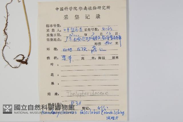 鐮形假毛蕨藏品圖，第2張