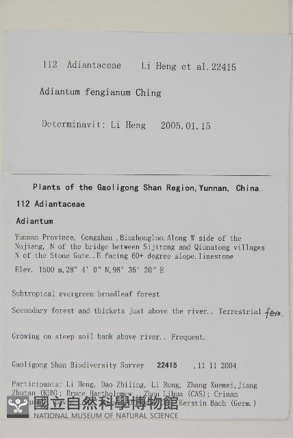 闊蓋鐵線蕨藏品圖，第2張