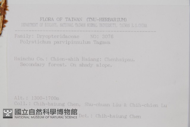 尖葉耳蕨藏品圖，第2張