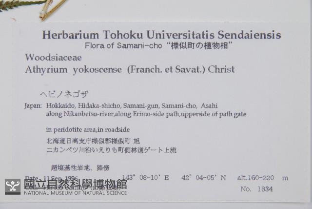 禾稈蹄蓋蕨藏品圖，第2張