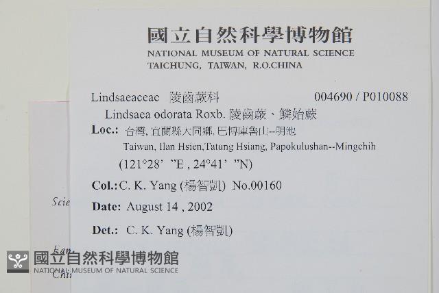 陵齒蕨、鱗始蕨藏品圖，第2張