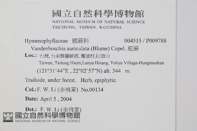 瓶蕨藏品圖，第2張