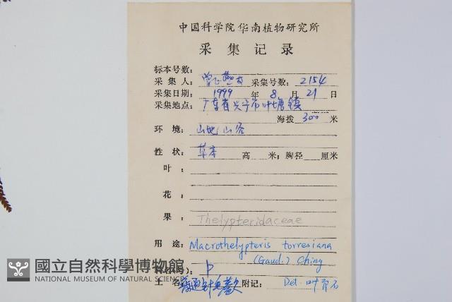 大金星蕨藏品圖，第2張