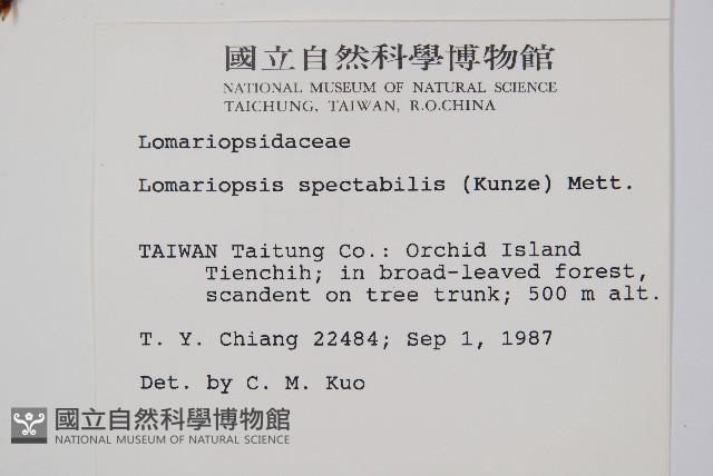 羅蔓藤蕨藏品圖，第2張