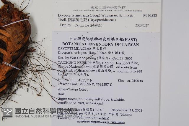 闊葉鱗毛蕨藏品圖，第2張