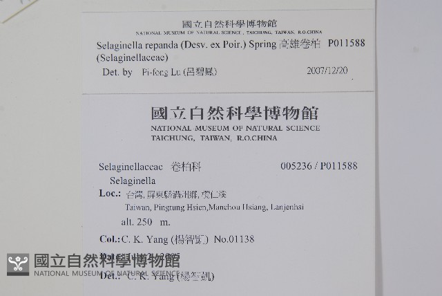 高雄卷柏藏品圖，第2張