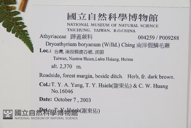 南洋假鱗毛蕨藏品圖，第2張