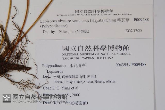 粵瓦葦藏品圖，第2張