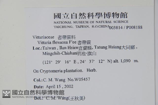 書帶蕨藏品圖，第2張