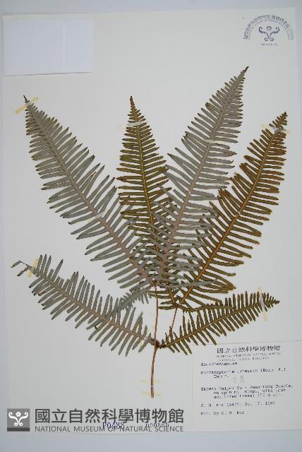 芒萁藏品圖，第1張