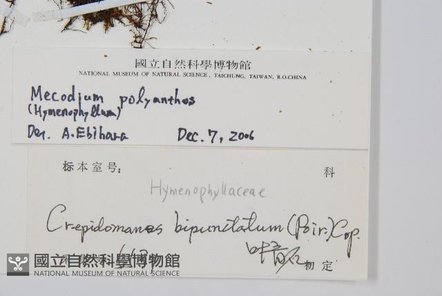 細葉蕗蕨藏品圖，第2張