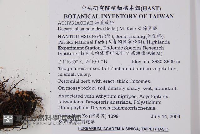 亞蹄蓋蕨藏品圖，第2張