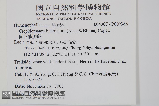 圓唇假脈蕨藏品圖，第2張