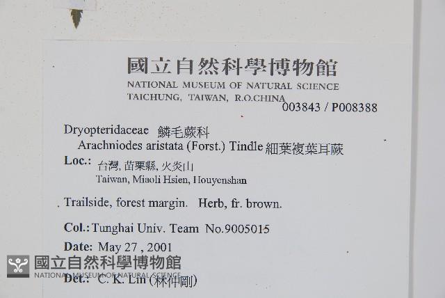 East indian holly fern Collection Image, Figure 2, Total 5 Figures