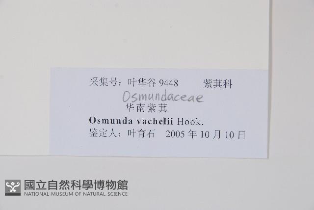 華南紫萁藏品圖，第2張