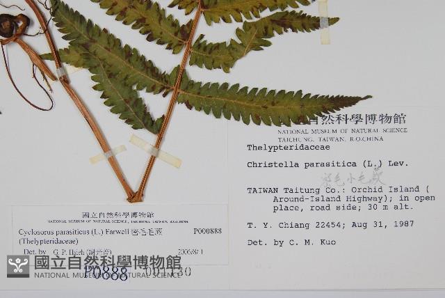 密毛毛蕨藏品圖，第2張