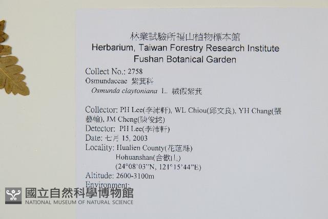 絨假紫萁、台灣絨假紫萁藏品圖，第2張