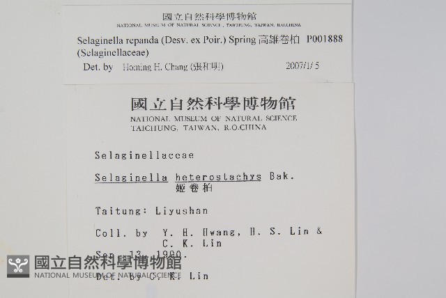 高雄卷柏藏品圖，第2張