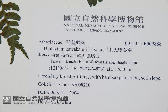 川上氏雙蓋蕨藏品圖，第2張